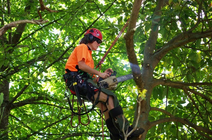 Chrissy Spence in a harness high up in the branches of a tree