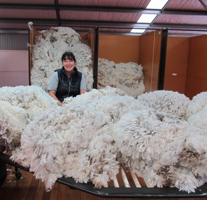 A wool classer sorting through wool